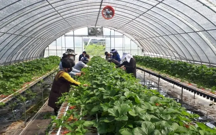 Du học sinh bảo lãnh ba mẹ qua Hàn Quốc làm thời vụ